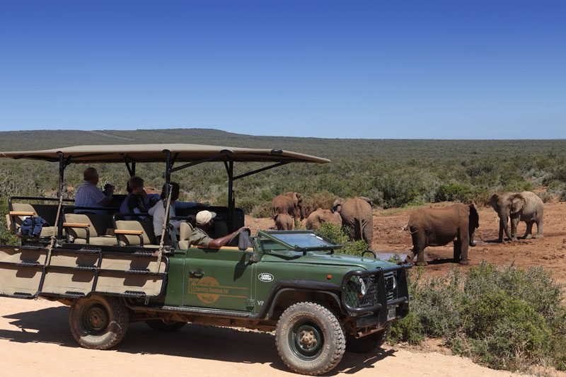 Guests in an open safari vehicle watching a herd of elephants drink at a waterhole