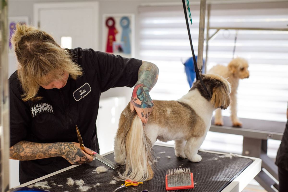 A groomer scissor-finishing a small dog in a bright, calm salon
