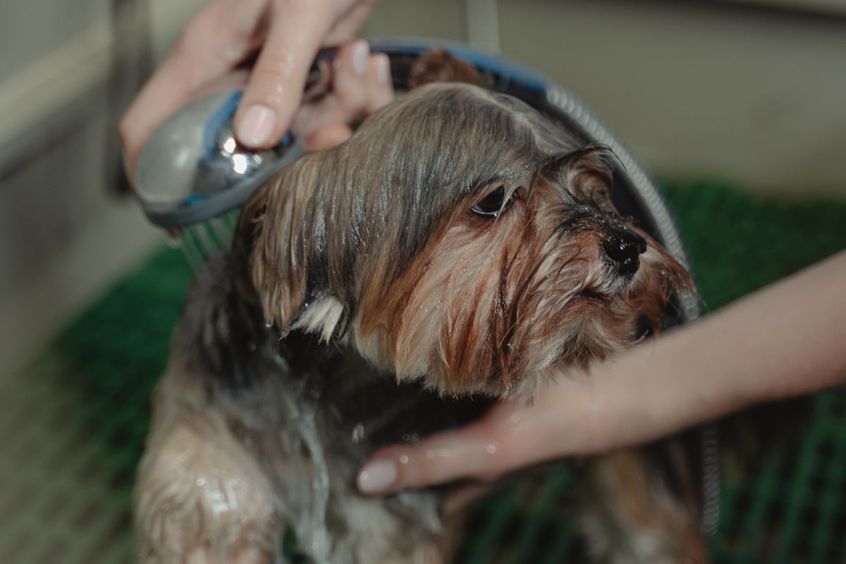 A small dog enjoying a warm, gentle bath
