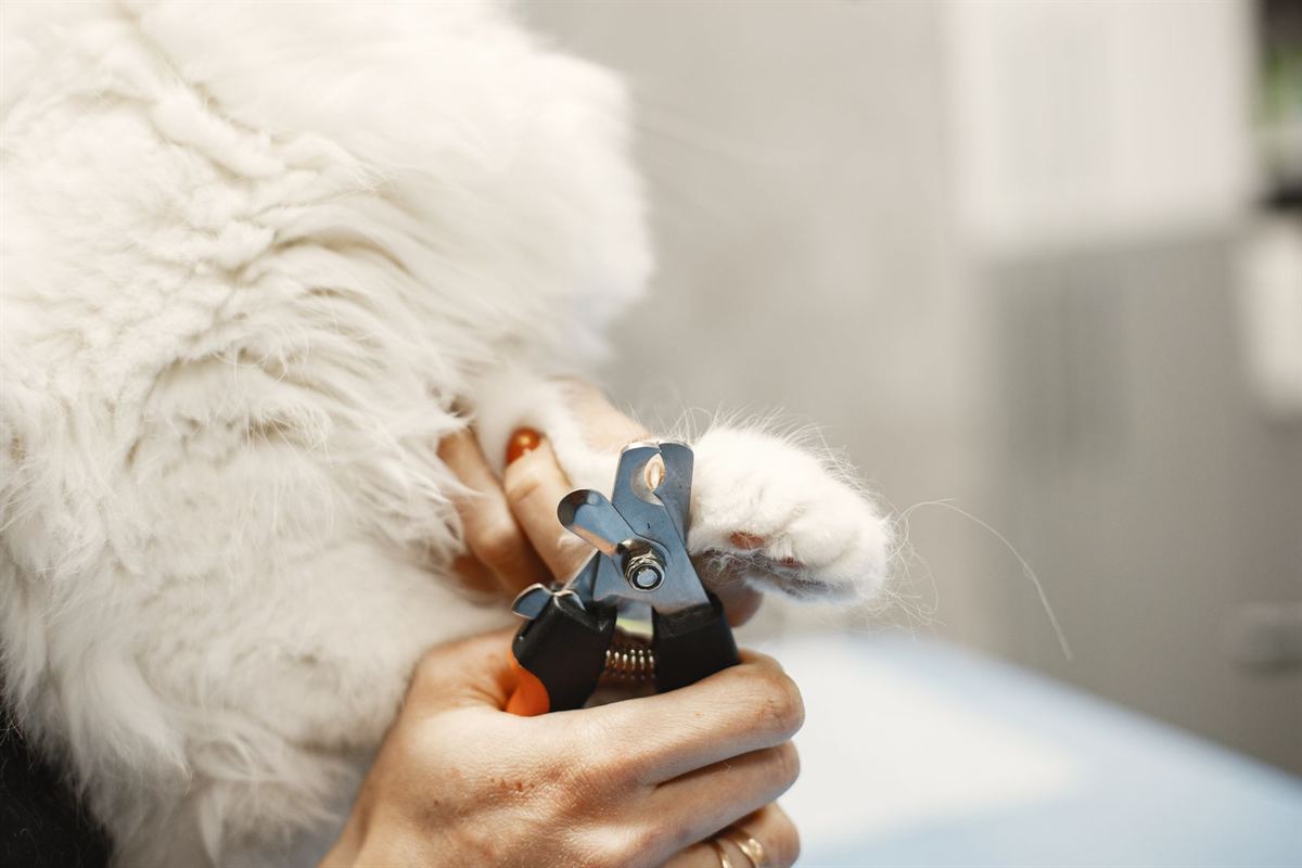 Nails being clipped on a white fluffy dog