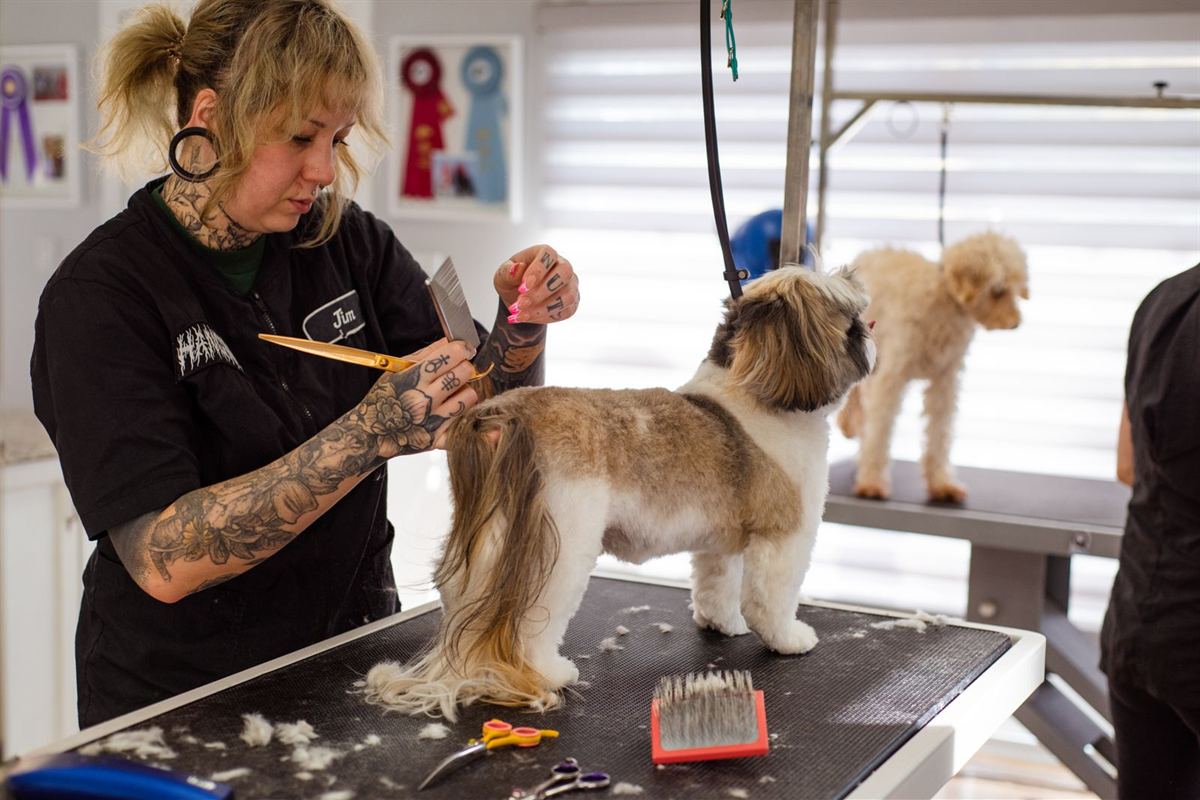 Scissoring the feathering on a shih tzu