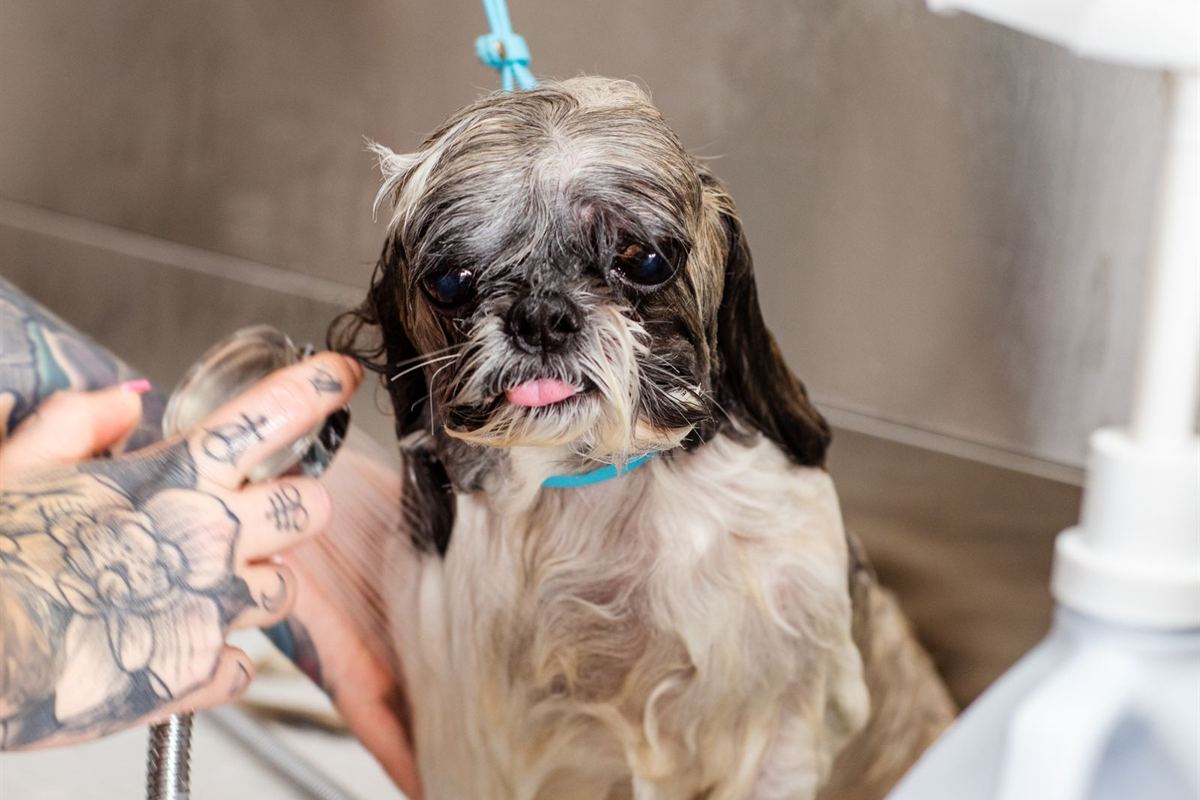 A shih tzu being washed at the grooming bath