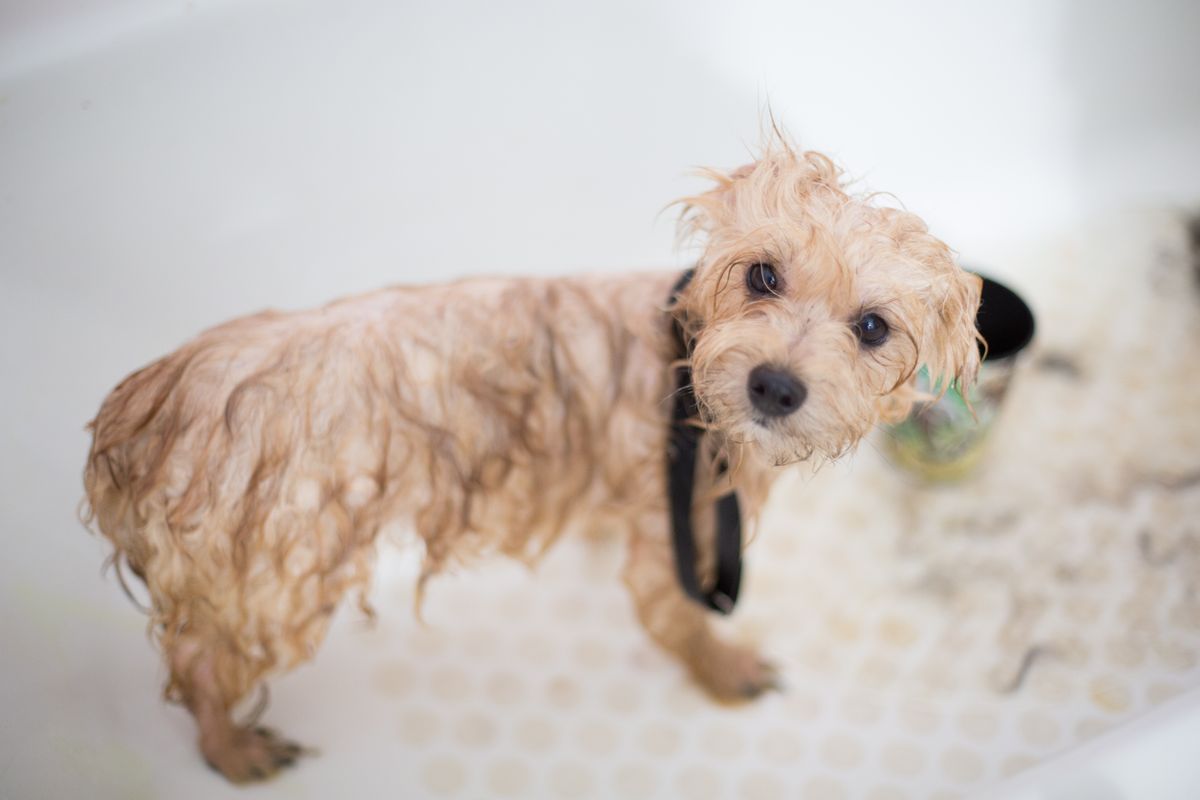 A puppy having its first bath