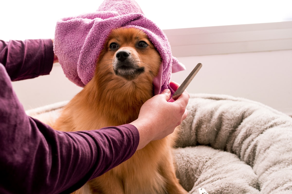 A fluffy dog wrapped in a soft towel after a bath