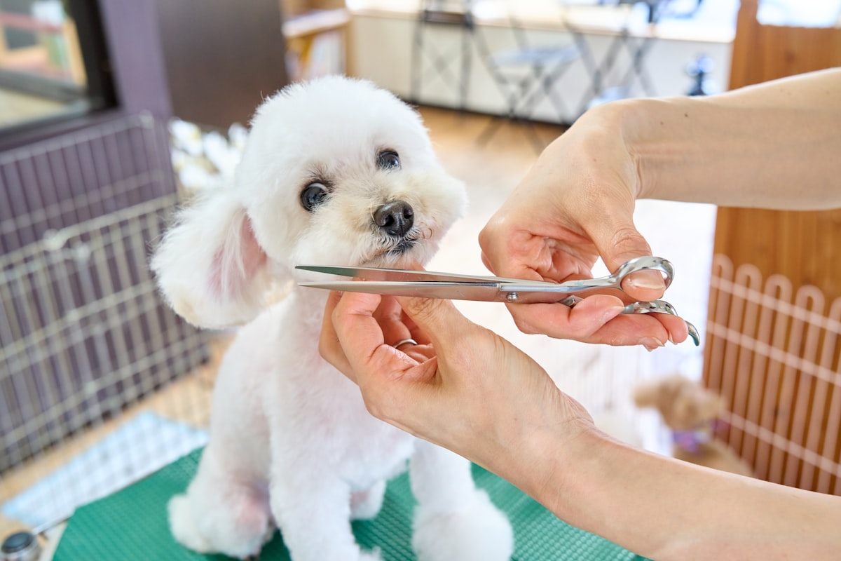 Careful scissor finishing on a small white dog