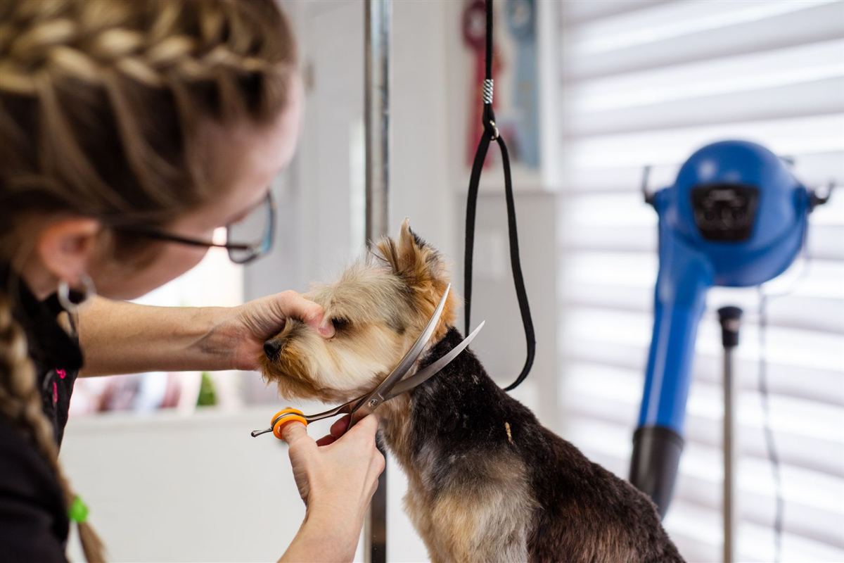 Scissoring a terrier's face and neck during a breed trim