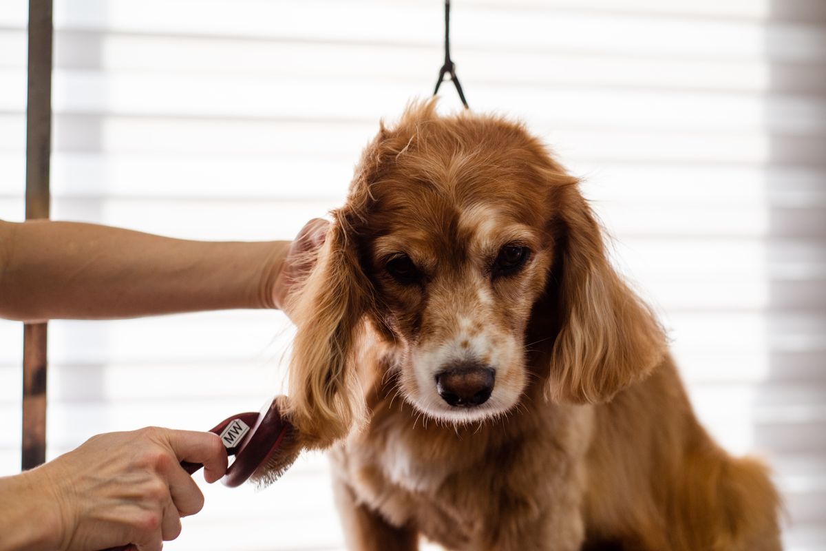 A cocker spaniel having its ears and feathering tidied
