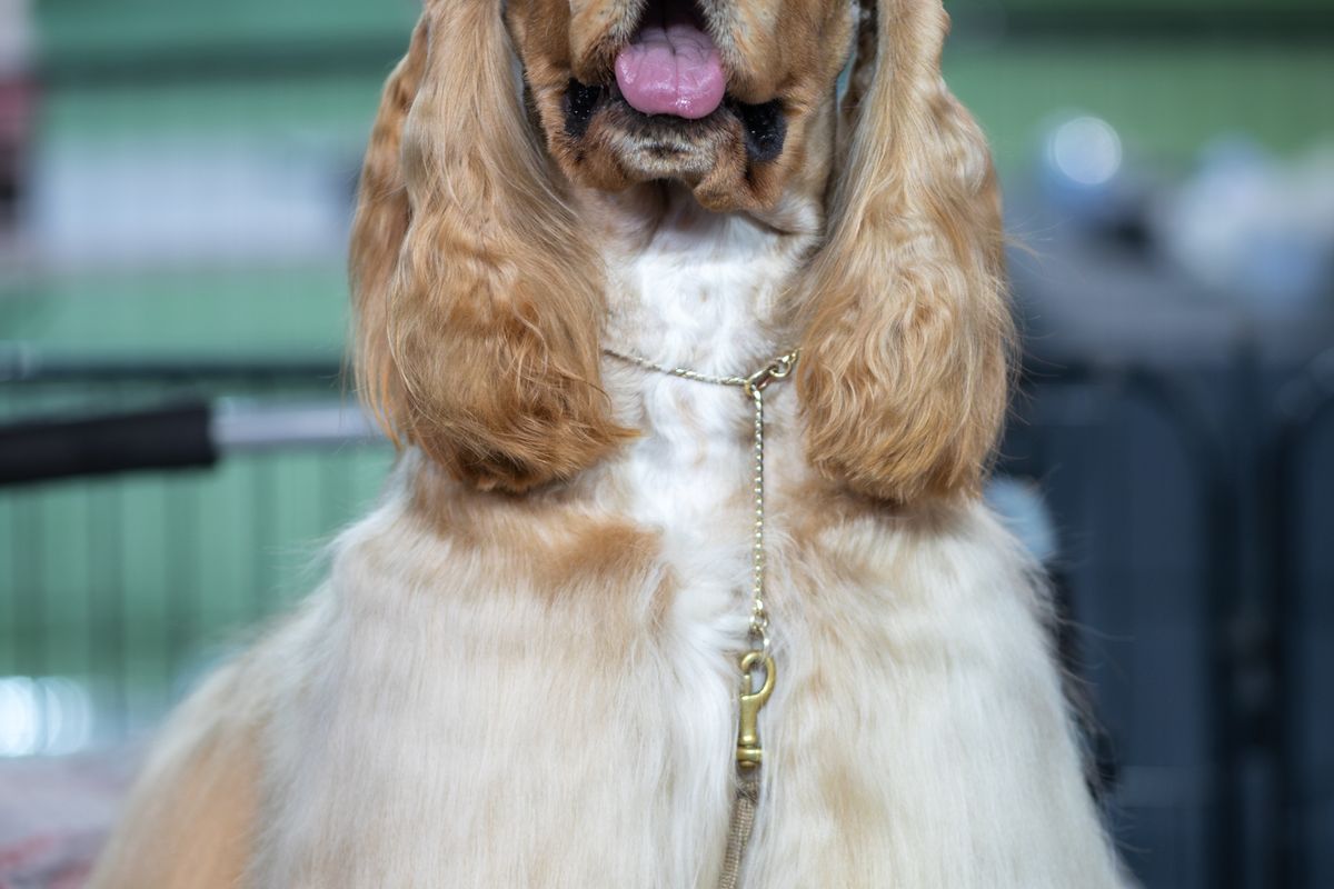 A cocker spaniel with a glossy, finished coat