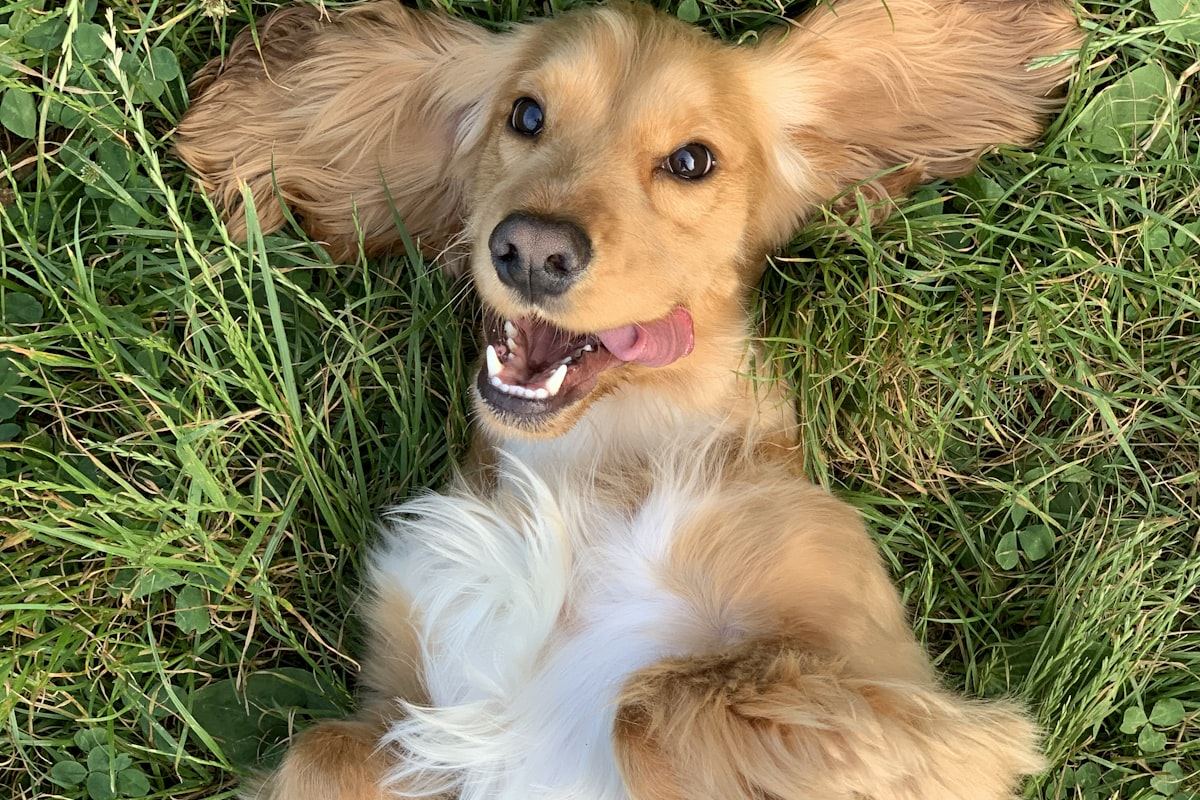 A happy dog outdoors after a groom