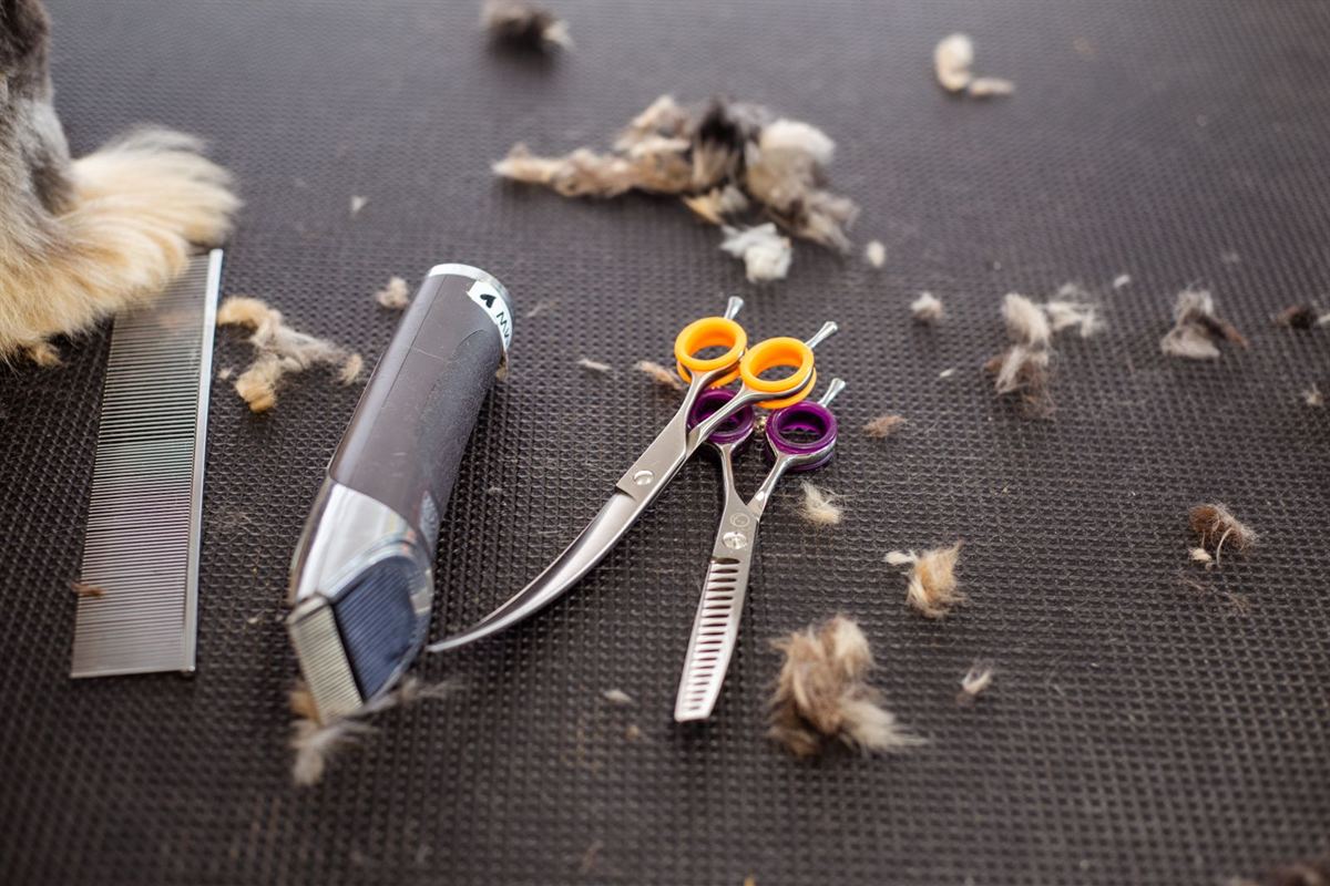 Grooming scissors, comb and clippers laid out on the table