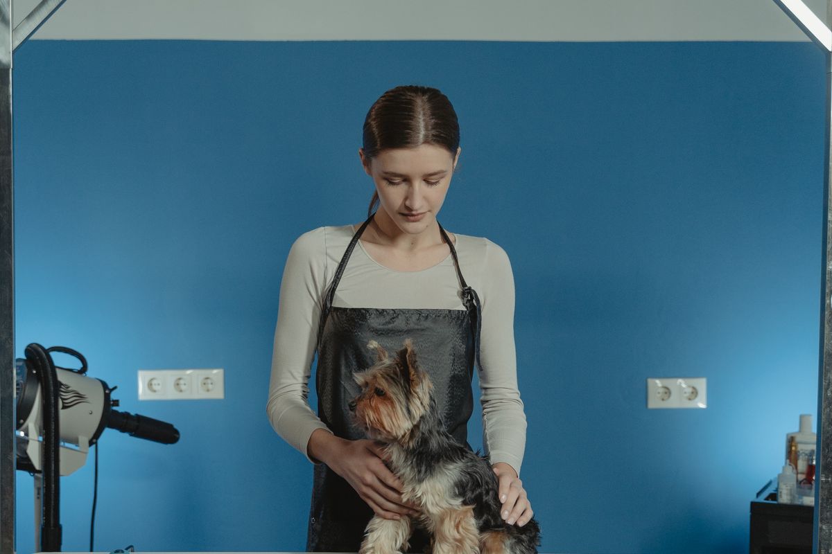 Groomer gently styling a small dog one-to-one