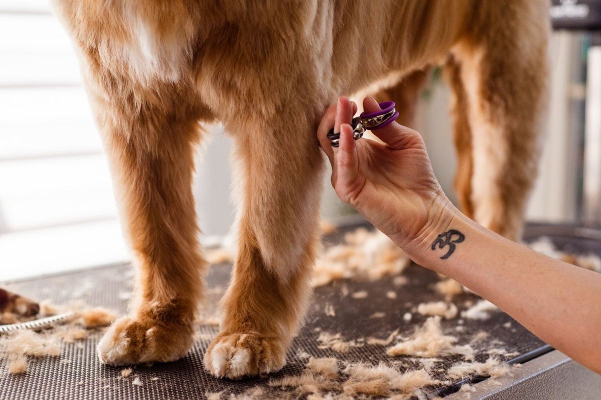 A groomer carefully trimming a golden retriever's coat