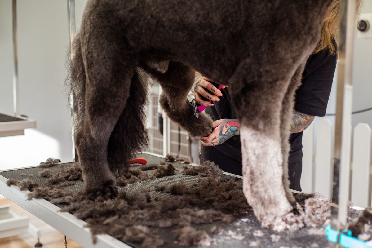 Groomer carefully trimming a dog's coat