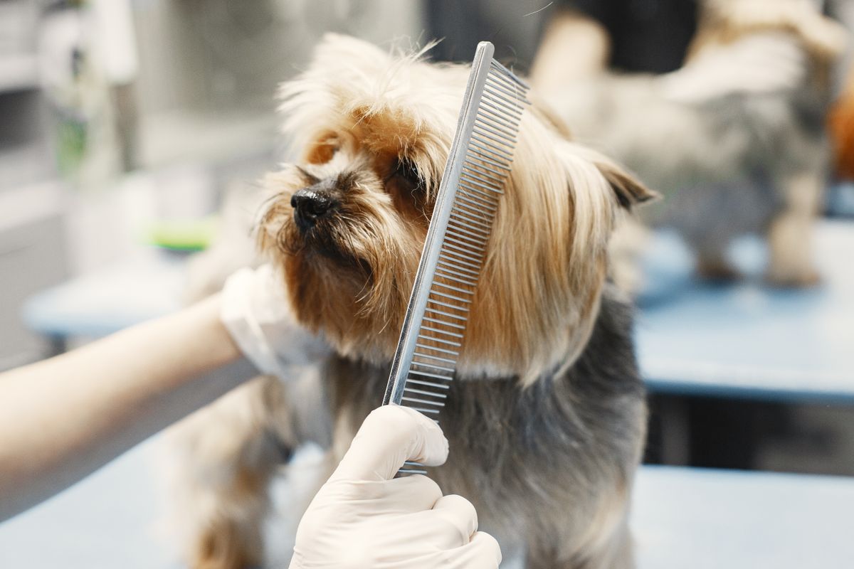 A small dog being gently combed during grooming
