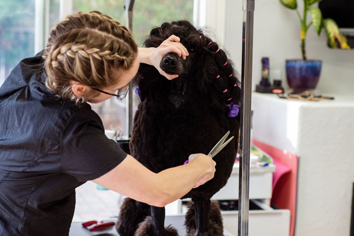 A groomer combing a poodle in a bright, homely grooming room