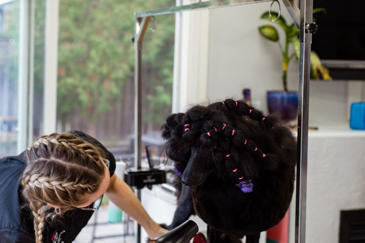 A groomer blow-drying a dog in a bright, homely grooming room