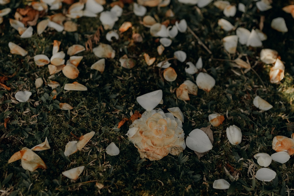 Flower petals scattered across the grass after a ceremony