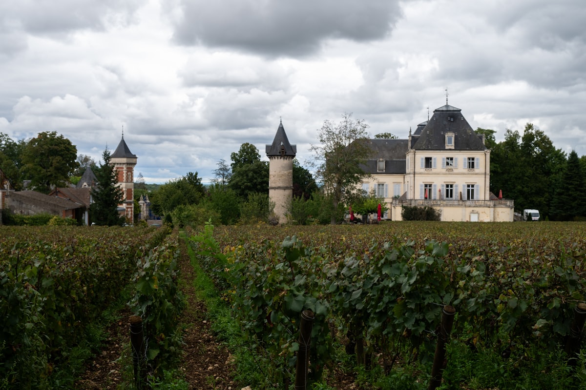 The estate buildings seen across the vineyard