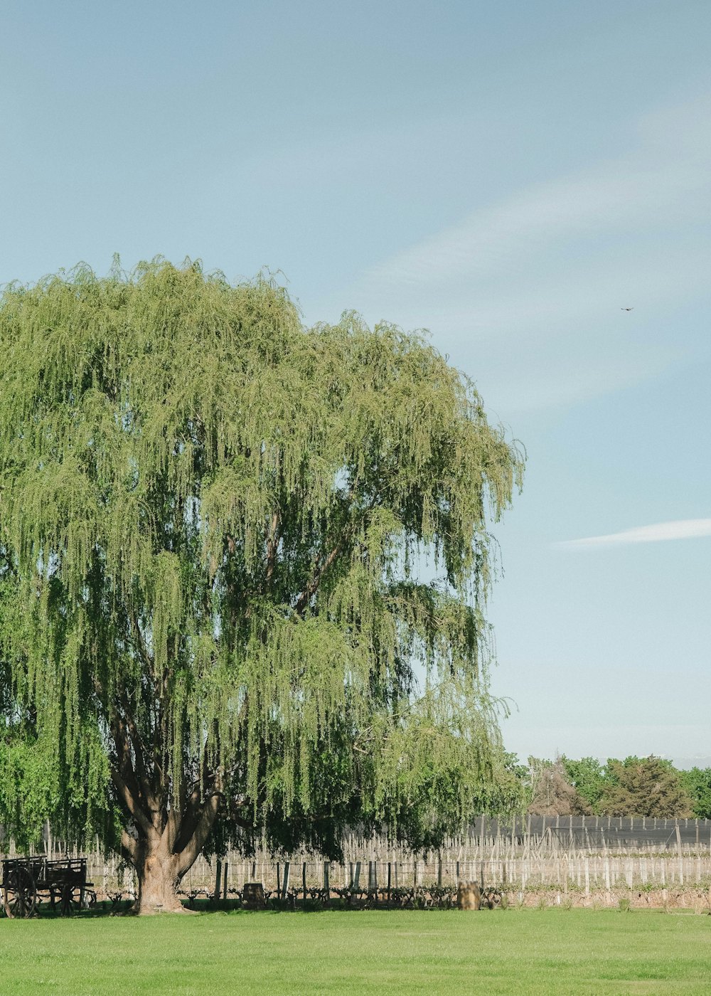 A large willow tree standing on the lawn