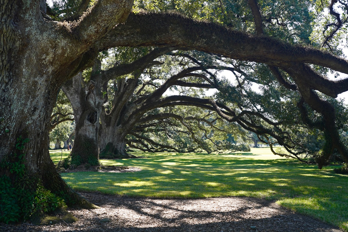 Oak trees with wide sprawling branches in full sun