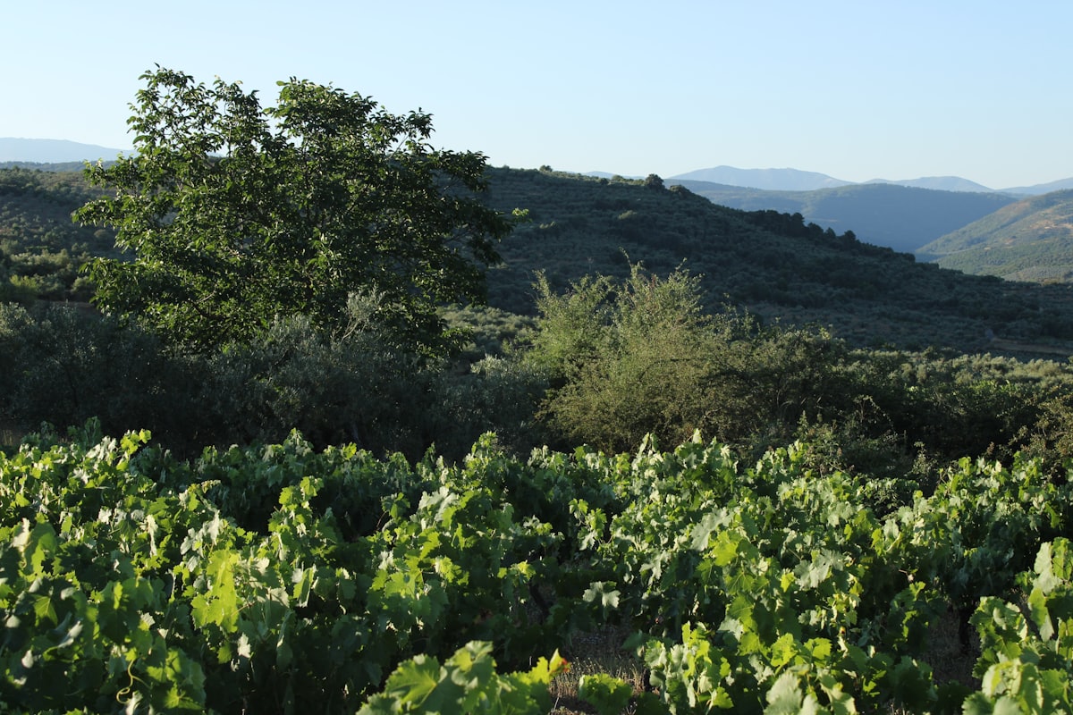 The vineyard looking out across rolling hills and trees