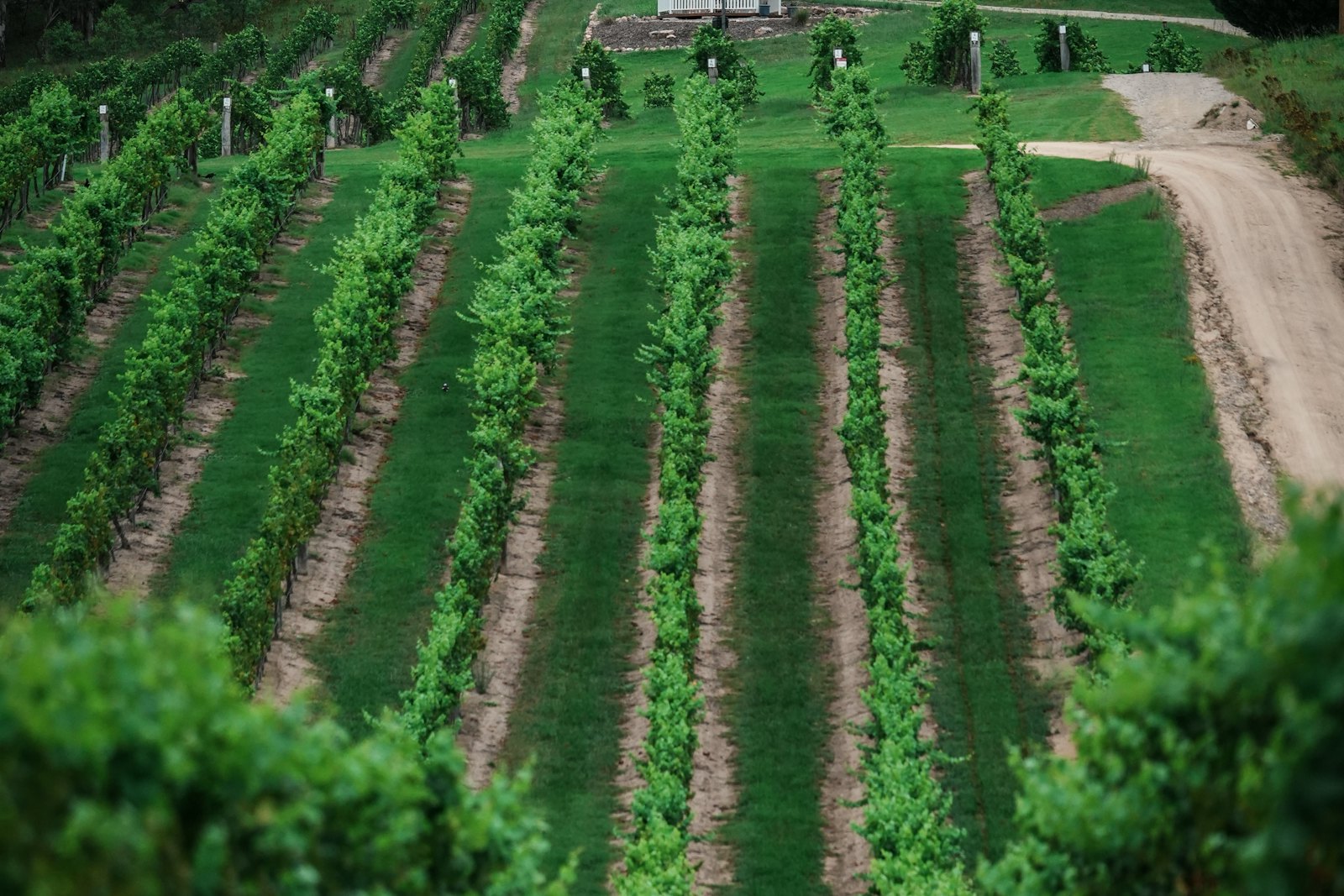 Rows of green grapevines running across a rolling hillside