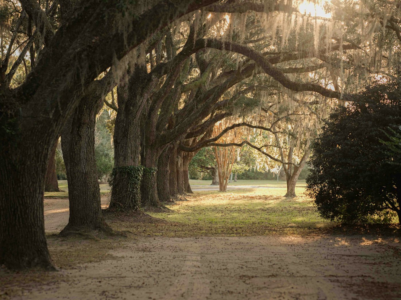 A sun-dappled path lined with old oak trees